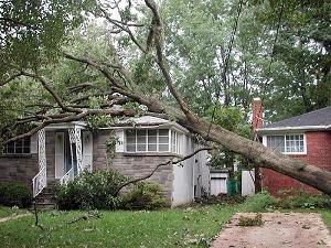 Tree Fell On Roof In Storm